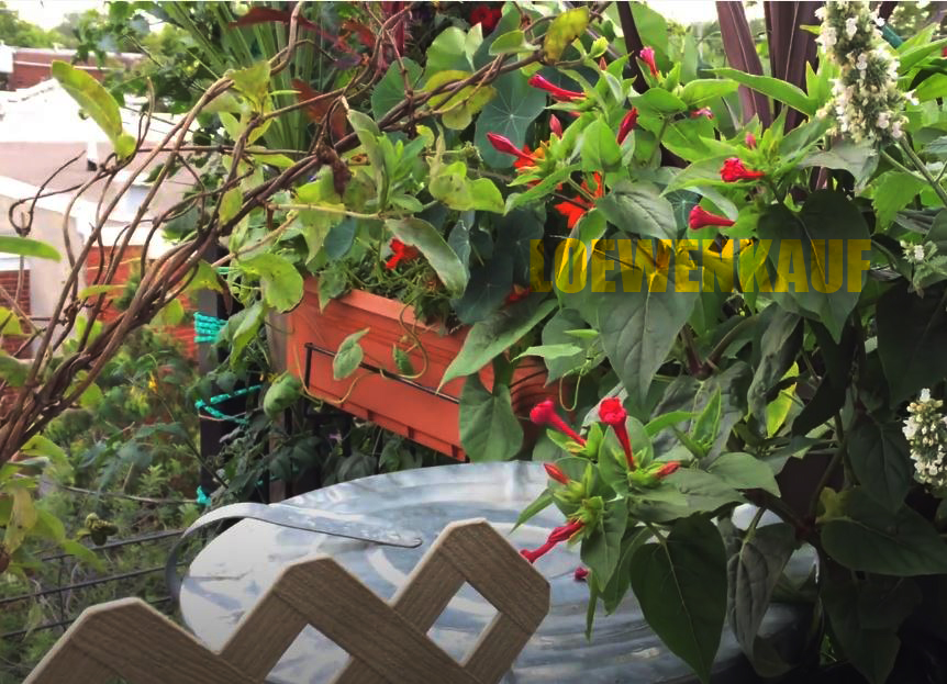 The Plant Box Fertige Balkonbepflanzung | Kaufen |ALTERNATIVE