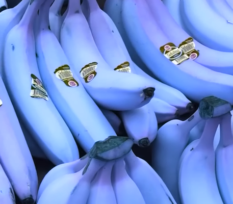 Blue Java banana