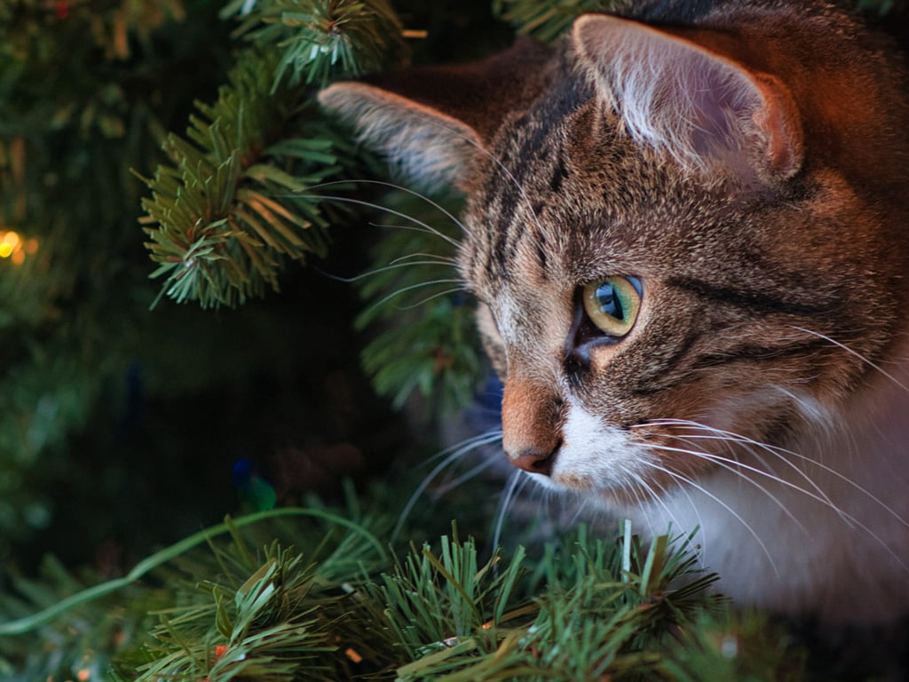 Weihnachtsbaum Katze