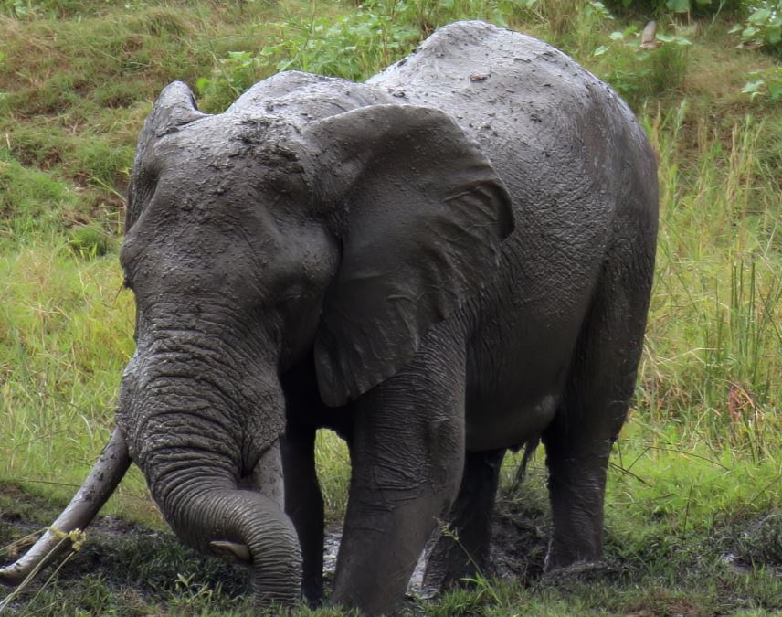 KAUFEN – Der Elefantenbulle Ahmed: Eine Legende